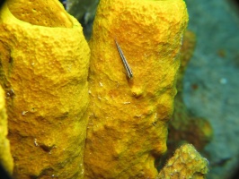 075 Yellowline Goby on Yellow Tube Sponge  IMG 5437